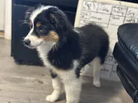 Blue eyed Abby, a female Miniature American Shepherd for sale in Winston-Salem, NC – 2 of 6