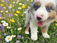 Pablo, a male Toy Australian Shepherd for sale in Winston-Salem, NC – 2 of 8
