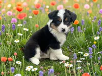 Penelope, a female Toy Australian Shepherd for sale in Winston-Salem, NC – 4 of 10