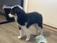 Blue Eyed Abby, a female Toy Australian Shepherd for sale in Winston-Salem, NC – 3 of 6