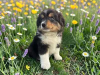 Pepe, a male Toy Australian Shepherd for sale in Winston-Salem, NC – 5 of 9