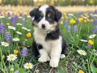 Penelope, a female Toy Australian Shepherd for sale in Winston-Salem, NC – 1 of 10