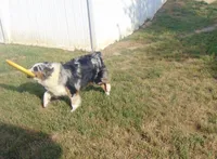 Faith, a female Miniature Australian Shepherd for sale in Winston-Salem, NC – 6 of 6