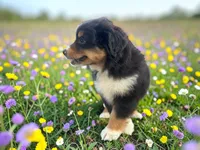 Pedro, a male Toy Australian Shepherd for sale in Winston-Salem, NC – 4 of 10
