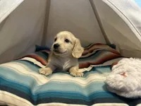 Jax, a male Miniature Dachshund for sale in Winston-Salem, NC – 3 of 10