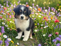 Pewee, a male Toy Australian Shepherd for sale in Winston-Salem, NC – 6 of 8