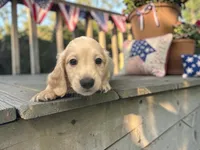 Kristoff, a male Miniature Dachshund for sale in Winston-Salem, NC – 5 of 6