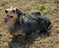 Desi, a male Dachshund for sale in Winston-Salem, NC – 2 of 5