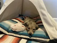 Barbie, a female Miniature Dachshund for sale in Winston-Salem, NC – 10 of 10