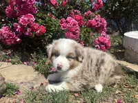 Kentucky , a male Miniature Australian Shepherd for sale in Winston-Salem, NC – 3 of 10
