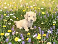 Anna, a female Miniature Dachshund for sale in Winston-Salem, NC – 6 of 6