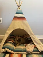 Slinky, a male Miniature Dachshund for sale in Winston-Salem, NC – 8 of 8