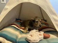 Slinky, a male Miniature Dachshund for sale in Winston-Salem, NC – 7 of 8
