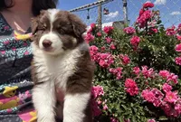 Virginia , a female Miniature Australian Shepherd for sale in Winston-Salem, NC – 2 of 10