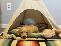 Jax, a male Miniature Dachshund for sale in Winston-Salem, NC – 10 of 10