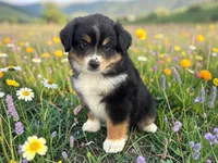 Pedro, a male Toy Australian Shepherd for sale in Winston-Salem, NC – 9 of 10