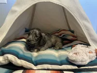 Marbles , a female Miniature Dachshund for sale in Winston-Salem, NC – 7 of 10