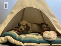 Barbie, a female Miniature Dachshund for sale in Winston-Salem, NC – 8 of 10