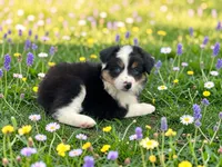 Penelope, a female Toy Australian Shepherd for sale in Winston-Salem, NC – 9 of 10