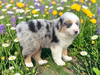 Pablo, a male Toy Australian Shepherd for sale in Winston-Salem, NC – 5 of 8