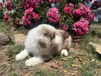 Kentucky , a male Miniature Australian Shepherd for sale in Winston-Salem, NC – 4 of 10