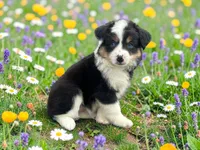 Penelope, a female Toy Australian Shepherd for sale in Winston-Salem, NC – 5 of 10