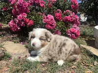 Kentucky , a male Miniature Australian Shepherd for sale in Winston-Salem, NC – 8 of 10