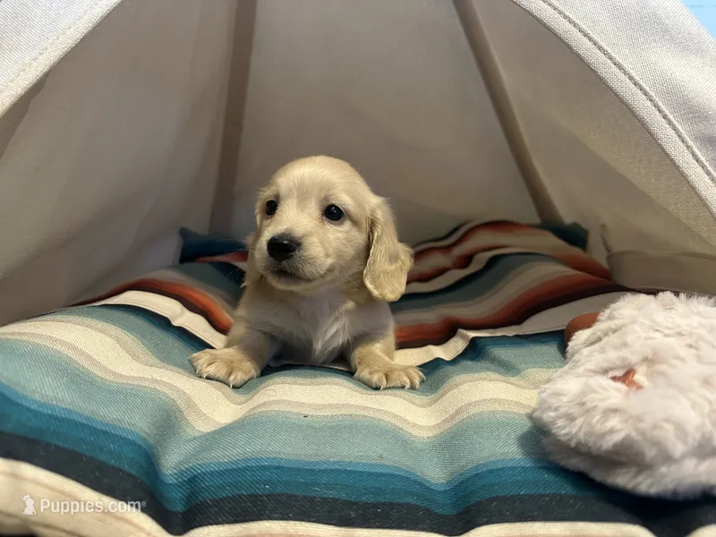 Jax – Miniature Dachshund puppy for sale in Winston-Salem, NC