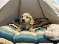 Jax, a male Miniature Dachshund for sale in Winston-Salem, NC – 1 of 10