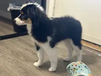 Blue eyed Abby, a female Miniature American Shepherd for sale in Winston-Salem, NC – 5 of 6