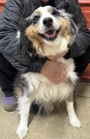 Faith, a female Miniature Australian Shepherd for sale in Winston-Salem, NC – 2 of 6