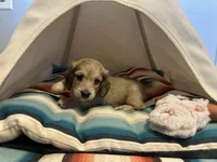 Holly Hobby, a female Miniature Dachshund for sale in Winston-Salem, NC – 2 of 10