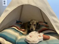 Slinky, a male Miniature Dachshund for sale in Winston-Salem, NC – 6 of 8