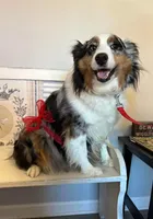 Faith, a female Miniature Australian Shepherd for sale in Winston-Salem, NC – 3 of 6