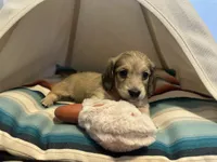 Holly Hobby, a female Miniature Dachshund for sale in Winston-Salem, NC – 3 of 10