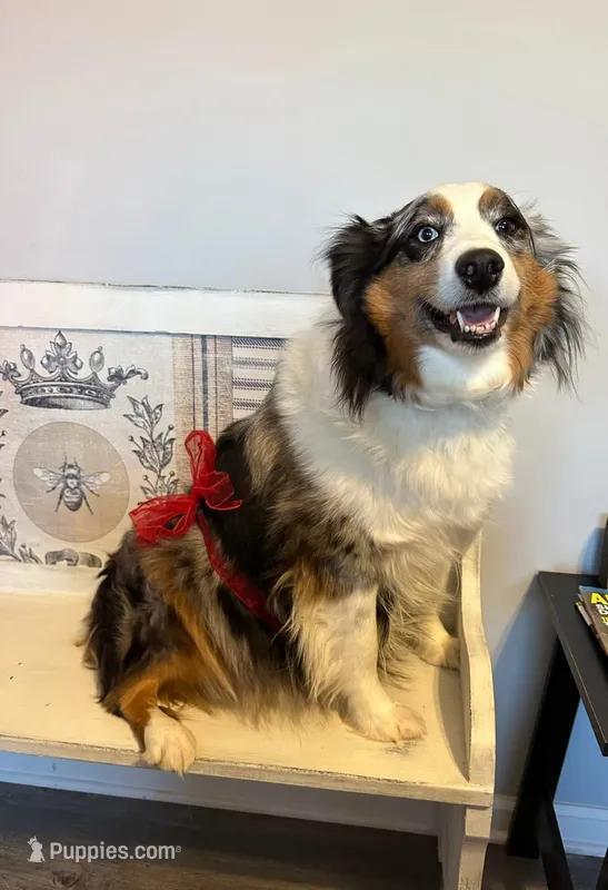 Faith – Miniature Australian Shepherd puppy for sale in Winston-Salem, NC