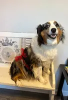 Faith, a female Miniature Australian Shepherd for sale in Winston-Salem, NC – 1 of 6