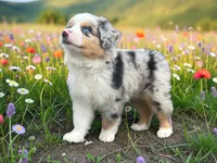 Pablo, a male Toy Australian Shepherd for sale in Winston-Salem, NC – 3 of 8