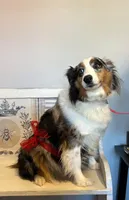 Faith, a female Miniature Australian Shepherd for sale in Winston-Salem, NC – 4 of 6