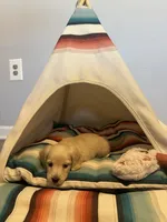 Jax, a male Miniature Dachshund for sale in Winston-Salem, NC – 9 of 10