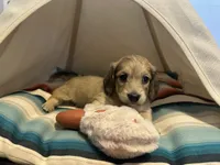Holly Hobby, a female Miniature Dachshund for sale in Winston-Salem, NC – 1 of 10