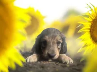 Flynn, a male Dachshund and Miniature Dachshund for sale in Winston-Salem, NC – Photo 4 of 8