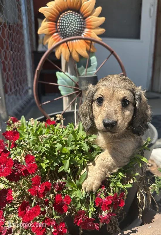 Flynn – Dachshund, Miniature Dachshund puppy for sale in Winston-Salem, NC
