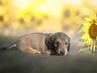 Flynn, a male Dachshund and Miniature Dachshund for sale in Winston-Salem, NC – Photo 5 of 8