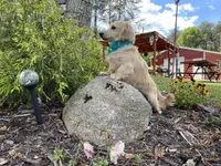Flynn, a male Dachshund and Miniature Dachshund for sale in Winston-Salem, NC – Photo 8 of 8