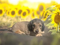 Flynn, a male Dachshund and Miniature Dachshund for sale in Winston-Salem, NC – Photo 2 of 8