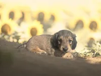 Flynn, a male Dachshund and Miniature Dachshund for sale in Winston-Salem, NC – Photo 3 of 8