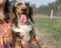Flynn, a male Dachshund and Miniature Dachshund for sale in Winston-Salem, NC – Photo 7 of 8