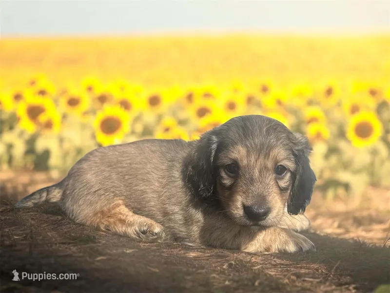Flynn – Dachshund, Miniature Dachshund puppy for sale in Winston-Salem, NC