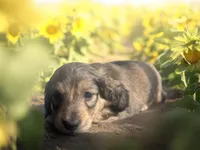 Flynn, a male Dachshund and Miniature Dachshund for sale in Winston-Salem, NC – Photo 6 of 8